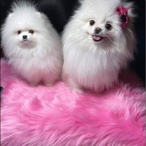 For Amy not for sale